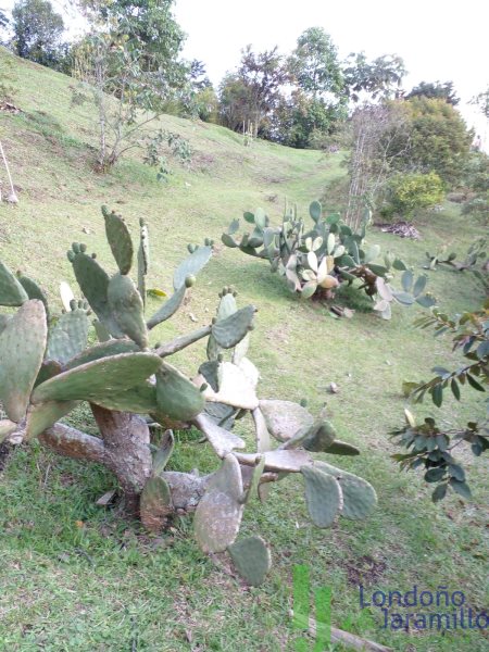 Terreno en Venta en Guarne