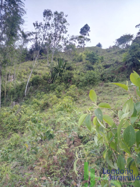 Terreno en Venta en Vereda La Enea